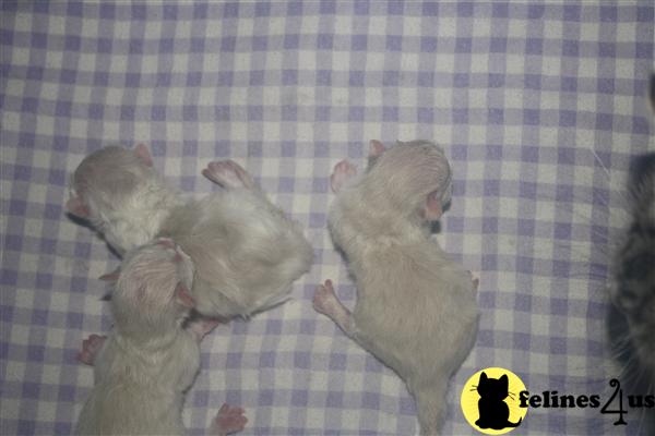 sugrbabies Picture 2